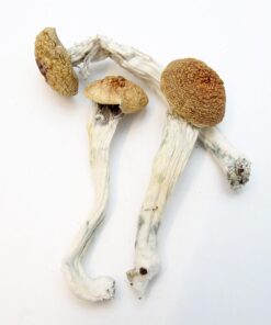 HillBilly Magic Mushrooms