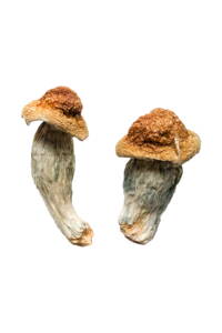Melmac PE Magic Mushrooms